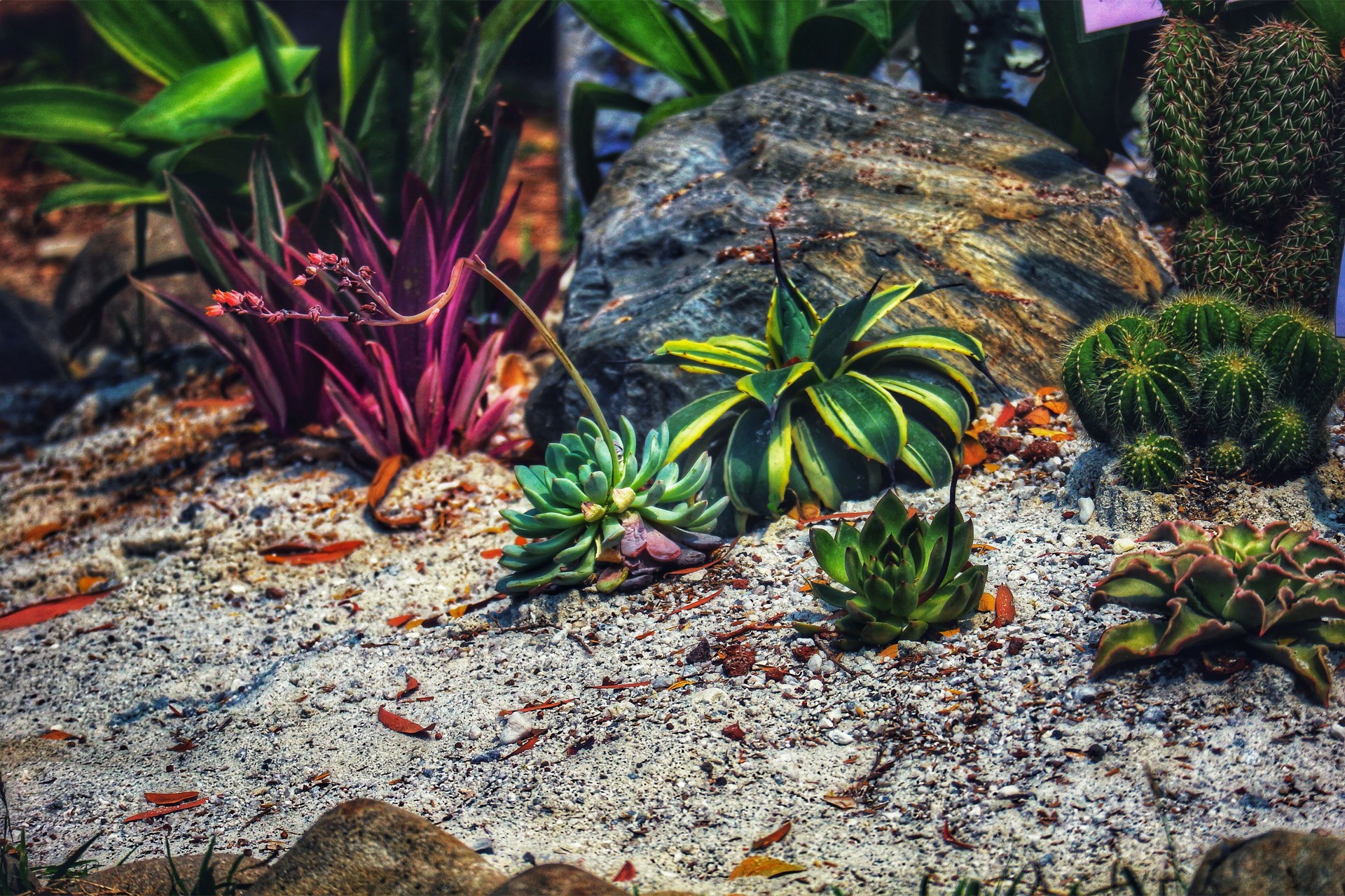A captivating scene unfolds: sun-drenched succulents